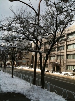 長野_雪の街路樹
